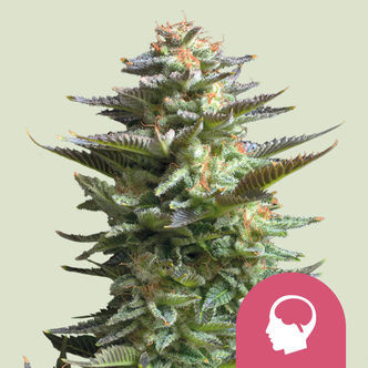 Amnesia Haze (Royal Queen Seeds) feminizowane