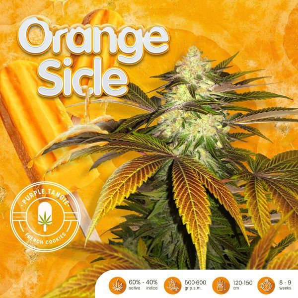 Orangesicle (T.H.Seeds) feminizowane
