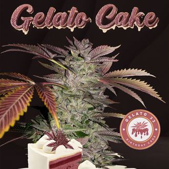 Gelato Cake (T.H.Seeds) feminizowane