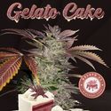 Gelato Cake (T.H.Seeds) feminizowane