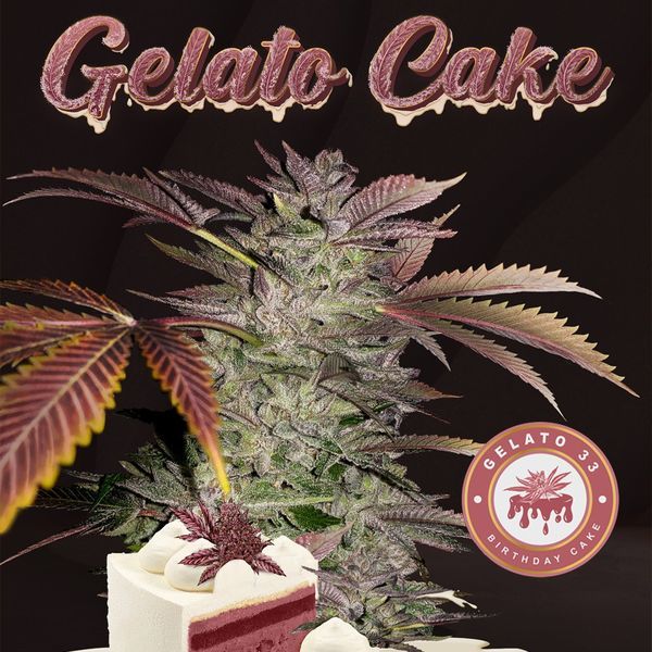 Gelato Cake (T.H.Seeds) feminizowane