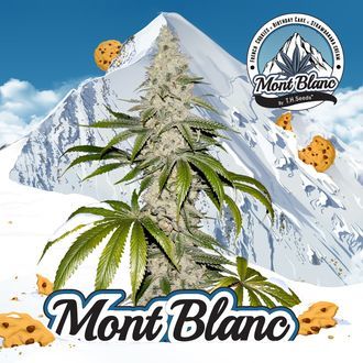 Mont Blanc (T.H.Seeds) feminizowane