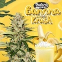 Banana Candy Krush (T.H.Seeds) feminizowane