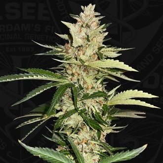 Banana Candy Krush (T.H.Seeds) feminizowane