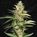Banana Candy Krush (T.H.Seeds) feminizowane