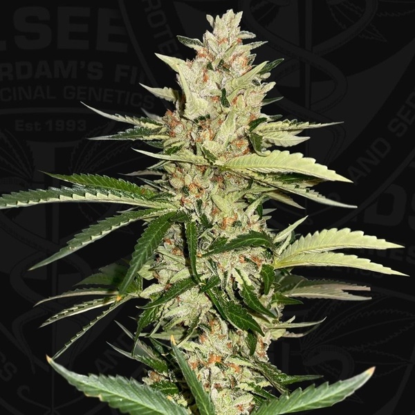 Banana Candy Krush (T.H.Seeds) feminizowane