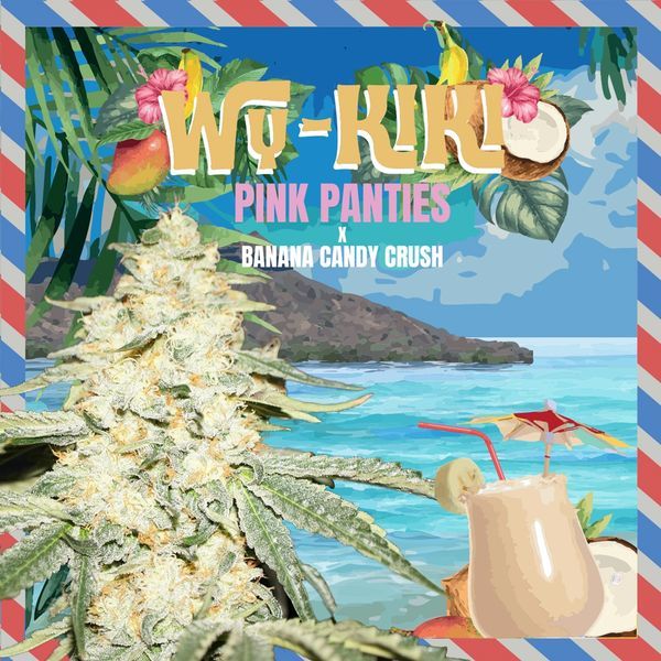 Wy-Kiki (T.H.Seeds) feminizowane