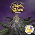 Purple Banana Cream (T.H.Seeds) feminizowane