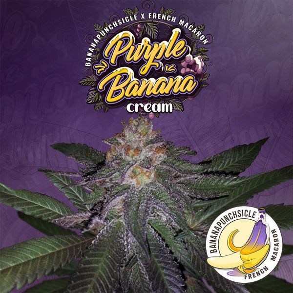 Purple Banana Cream (T.H.Seeds) feminizowane