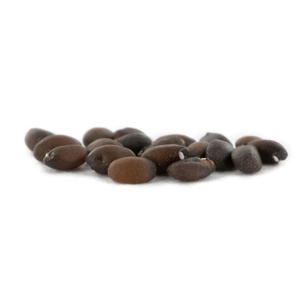 Kocimiętka – Nepeta cataria