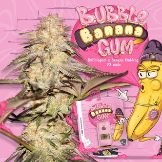 BubbleBananaGum (T.H.Seeds) feminizowane