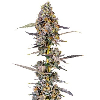 Cherry Mac Muffin (Growers Choice) feminizowane