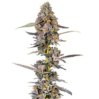 Cherry Mac Muffin (Growers Choice) feminizowane