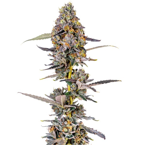 Cherry Mac Muffin (Growers Choice) feminizowane