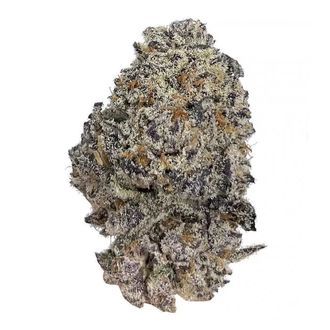 Original Oz (Growers Choice) nasiona marihuany feminizowane