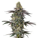 Original Oz (Growers Choice) nasiona marihuany feminizowane