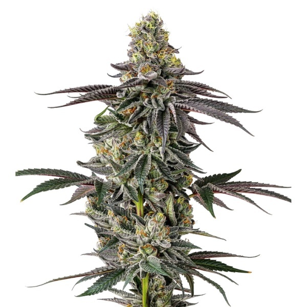 Original Oz (Growers Choice) nasiona marihuany feminizowane