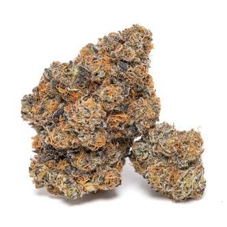 King Louis Garcia (Growers Choice) feminizowane