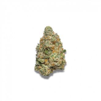 Apple Fritter Automat (Growers Choice) feminizowane
