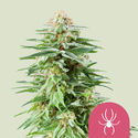 White Widow (Royal Queen Seeds) feminizowane