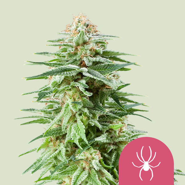 White Widow (Royal Queen Seeds) feminizowane