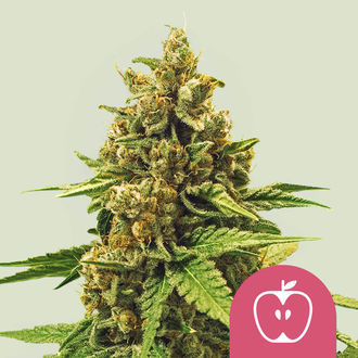 Apple Fritter (Royal Queen Seeds) feminizowane
