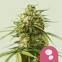 Gushers (Royal Queen Seeds) nasiona marihuany feminizowane