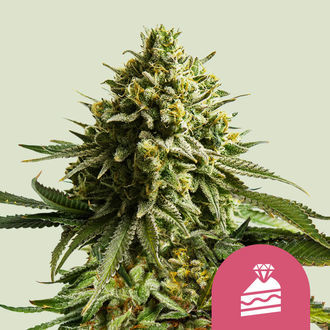 Wedding Cake (Royal Queen Seeds) feminizowane