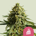 Wedding Cake (Royal Queen Seeds) feminizowane