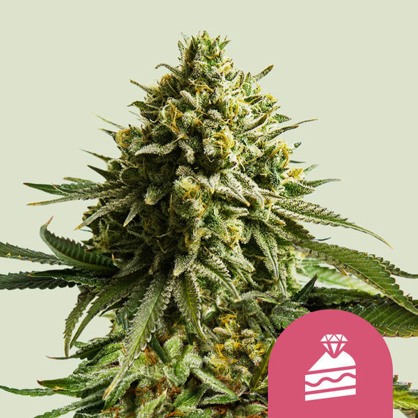 Wedding Cake (Royal Queen Seeds) feminizowane