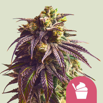 Sundae Driver (Royal Queen Seeds) feminizowane