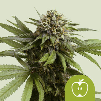 Apple Fritter Automat (Royal Queen Seeds) feminizowane