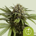 Apple Fritter Automat (Royal Queen Seeds) feminizowane