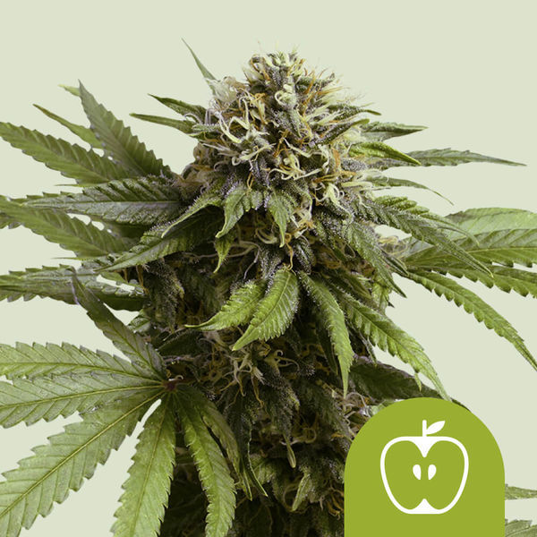 Apple Fritter Automat (Royal Queen Seeds) feminizowane
