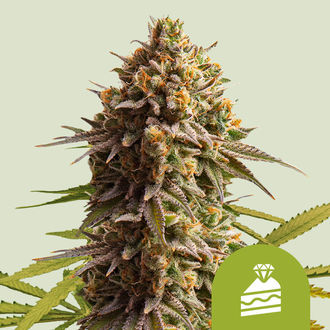 Wedding Cake Automat (Royal Queen Seeds) feminizowane