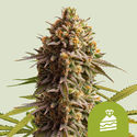 Wedding Cake Automat (Royal Queen Seeds) feminizowane
