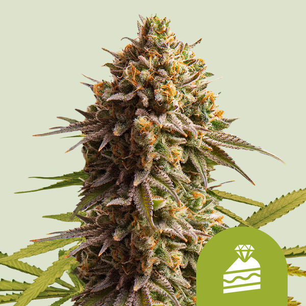 Wedding Cake Automat (Royal Queen Seeds) feminizowane