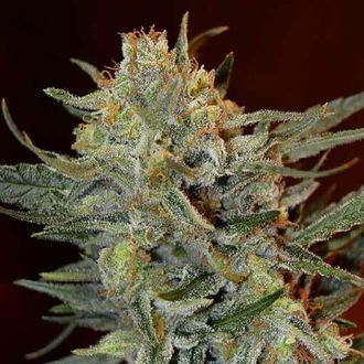Amnesia Lemon Kush (Garden of Green) feminizowane
