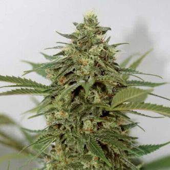 Amnesia Lemon Pie (Garden of Green) feminizowane