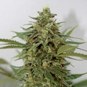 Amnesia Lemon Pie (Garden of Green) feminizowane
