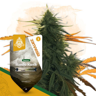 Hindu Kush (Zamnesia Seeds) feminizowane