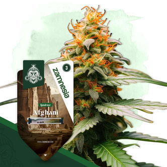 Afghani (Zamnesia Seeds) feminizowane
