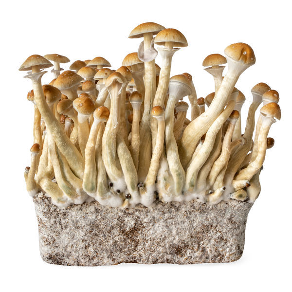 Strzykawka z płynną kulturą B+ (Acid Shroomz)