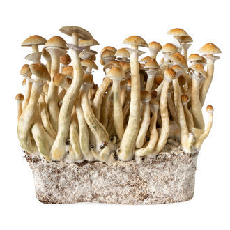 Strzykawka z płynną kulturą B+ (Acid Shroomz)