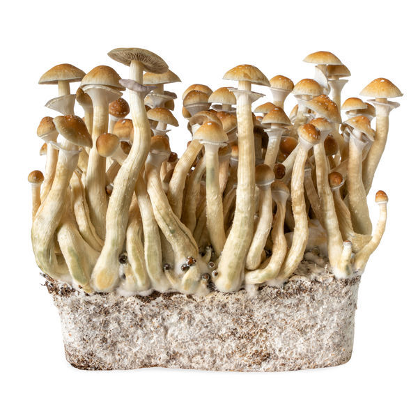 Strzykawka z płynną kulturą B+ (Acid Shroomz)