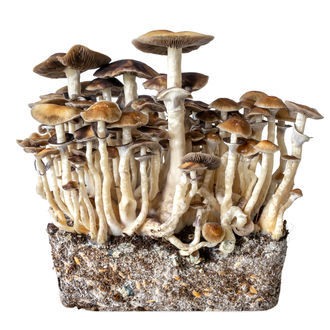 Strzykawka z ciekłą kulturą Hawaii (Acid Shroomz)