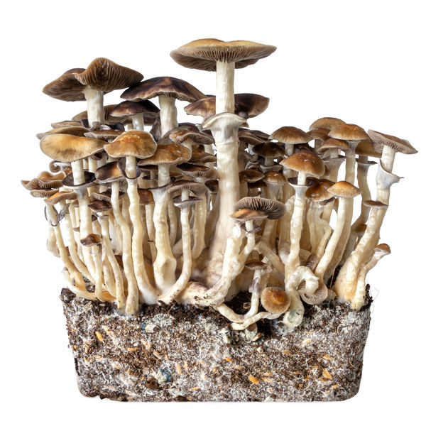 Strzykawka z ciekłą kulturą Hawaii (Acid Shroomz)