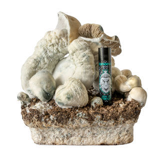 Strzykawka z płynną kulturą Melmac Monster (Acid Shroomz)