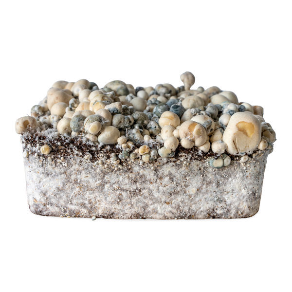 Strzykawka z płynną kulturą Melmac Monster (Acid Shroomz)