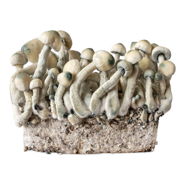 Strzykawka z płynną kulturą Melmac Monster (Acid Shroomz)